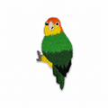 Colourful Parrot Embroidered Iron-on Patch